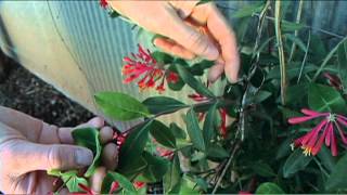Celebrity Honeysuckle Wealth
