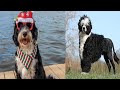 portuguese water dogs : part 2 | animals | dog nutrition | Facts About Portuguese water Dogs