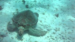 20110805 Klein Curacao 5