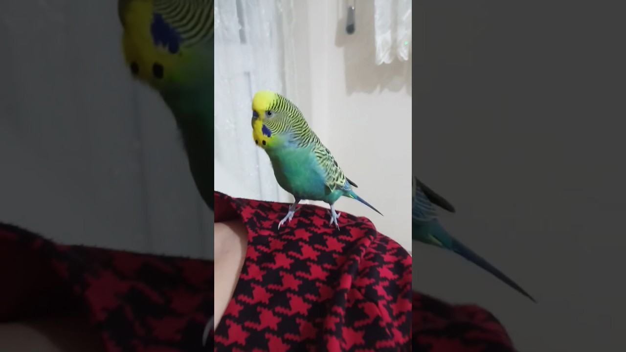 Aşk bu ♥️ #birds #parrot #talkingparot #budgies #muhabbetkuşusesi #muhabbetkuşufıstık #muhabbetkusu