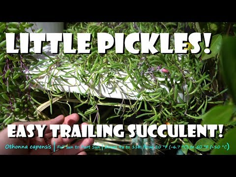 Βίντεο: Othonna Plant Care - Growing Little Pickles Ice Plant στον κήπο σας