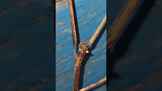 Can You Identify a Stick Grasshopper Nature and Evolution of Insects #evolution #grasshooper #insect