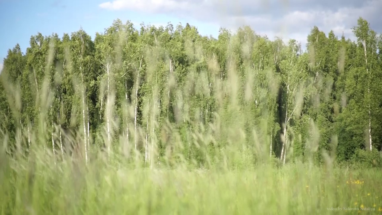 Релакс видео  relax vidoe Травы луговые (флеос луговой - Phleum pratense) relax vidoe