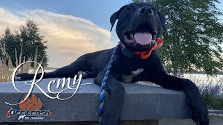 LAB PITBULL MIX "REMY" | Outstanding Obedience | Central Minnesota