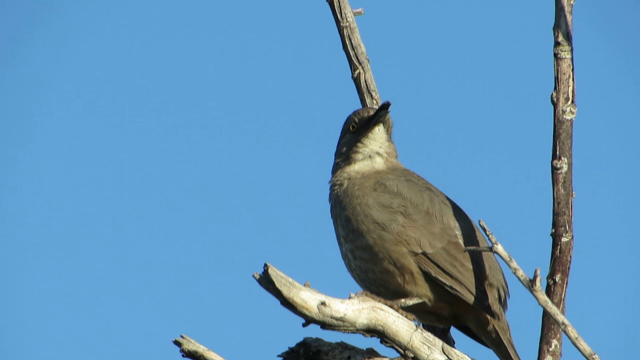 curve billed thrasher singing in Red Mountain Park 
