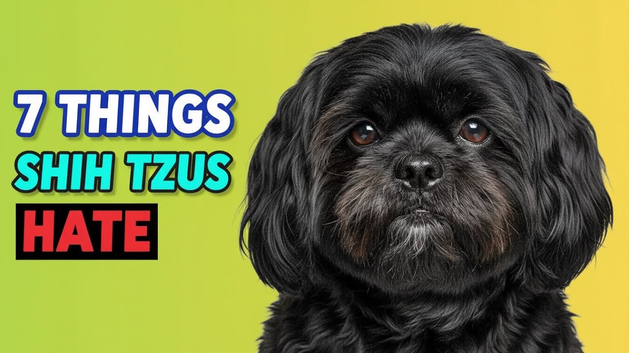7 Things Shih Tzu's Hate - Try To Avoid The Ones That You Can