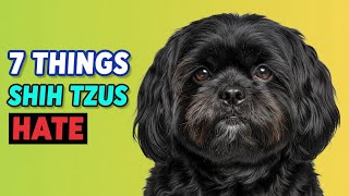 7 Things Shih Tzu's Hate - Try To Avoid The Ones That You Can