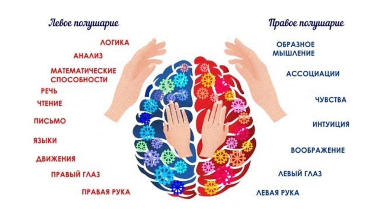 Руки развивают мозг. Правое и левое полушарие мозга за что отвечают. Левая рука правое полушарие. Правая рука левое полушарие мозга. За что отвечает правое полушарие.