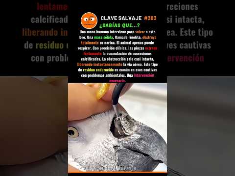 ¡Rinolito Gigante Bloquea A Un Loro! 😮 383% #naturaleza #animales #ciencia