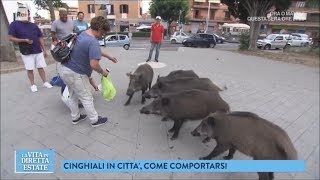 Roma, una città bestiale: i cinghiali per le strade - La vita in diretta estate 22/06/2018