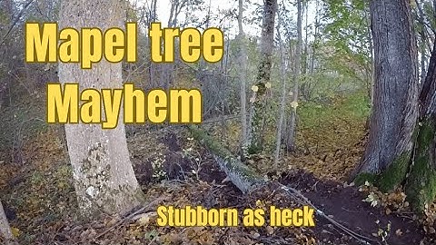Maple tree Mayhem