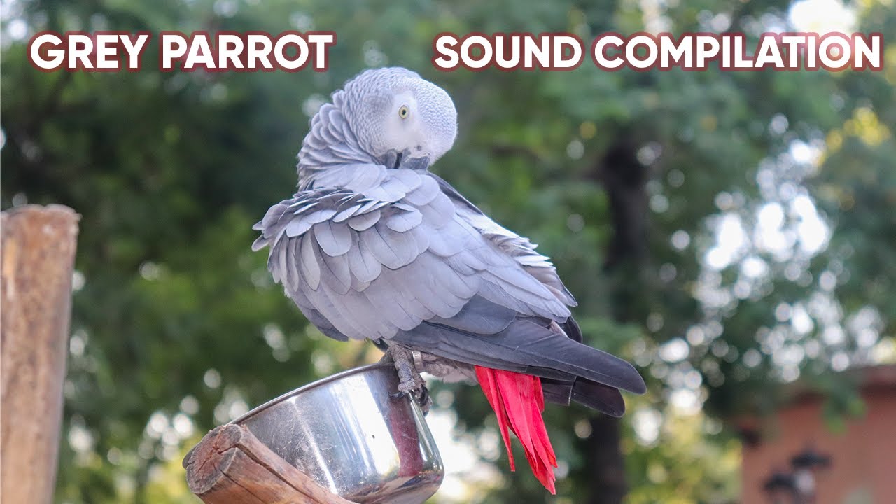 African grey parrot sounds compilation YouTube