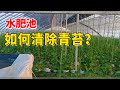 水肥池里有青苔 如何彻底清除 一般杀菌剂还不行 付老师种植技术团队 水肥池里有青苔 如何彻底清除 一般杀菌剂还不行 付老师种植技术团队