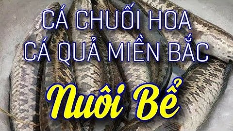 Cá Chuối Hoa Miền Bắc  CUNG CẤP CÁ GIỐNG VÀ CÁ THỊT, BAO TIÊU SẢN PHẨM 0989856862-0989433197