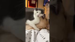 Download Lagu Viral Cat Again Wik Wik With Dogs🤣 MP3 Download Lagu Viral Cat Again Wik Wik With Dogs🤣 MP3