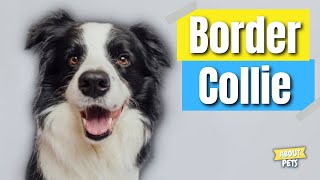 10 Curious Facts About Border Collie