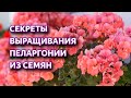 Пеларгония из семян.  Секреты пышного цветения пеларгонии.