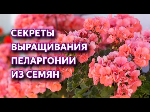 Видео: Пеларгония из семян.  Секреты пышного цветения пеларгонии.