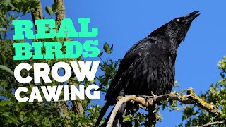 Magnificent Carrion Crows Territorial Call Sounds Dinosaur-Like