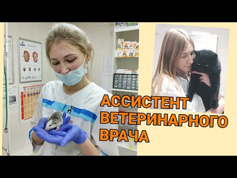 ОПЫТ РАБОТЫ АССИСТЕНТОМ ВЕТЕРИНАРНОГО ВРАЧА 🦄 1ЧАСТЬ