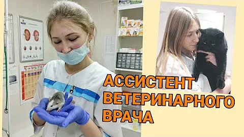 ОПЫТ РАБОТЫ АССИСТЕНТОМ ВЕТЕРИНАРНОГО ВРАЧА 🦄 1ЧАСТЬ