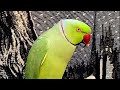 Talking Parrot Saying Allah Hoo and Many more words Mp3 Song
