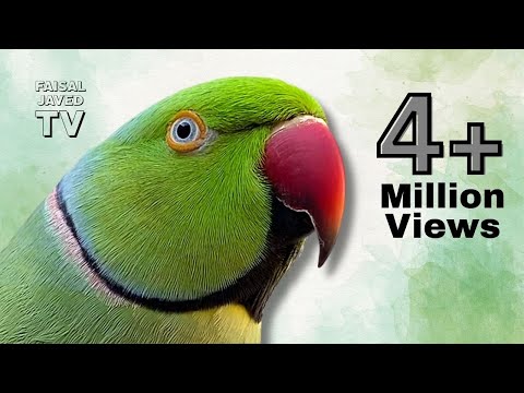 Talking Parrot Saying