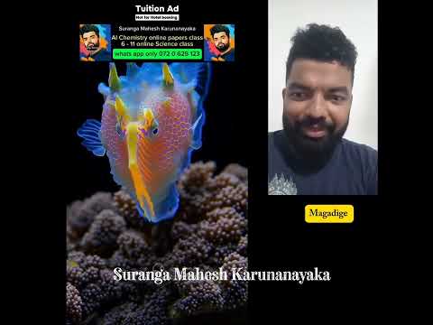 අම්මෝ... සිංදු කියන මාළු ... | amazing singing birds | Suranga karunanayaka 
