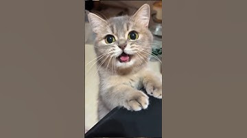 قران كريم بصوت جميل جدا #اكسبلور #subscribe #لايك #قرآن #تيك_توك #قران_كريم #shortvideo #ترند