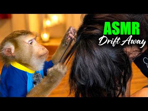 MONKEY ASMR (Judy’s Tiny Fingers) | CLOSE-UP Hair Pick & Detailed Parting to Relax & DRIFT AWAY