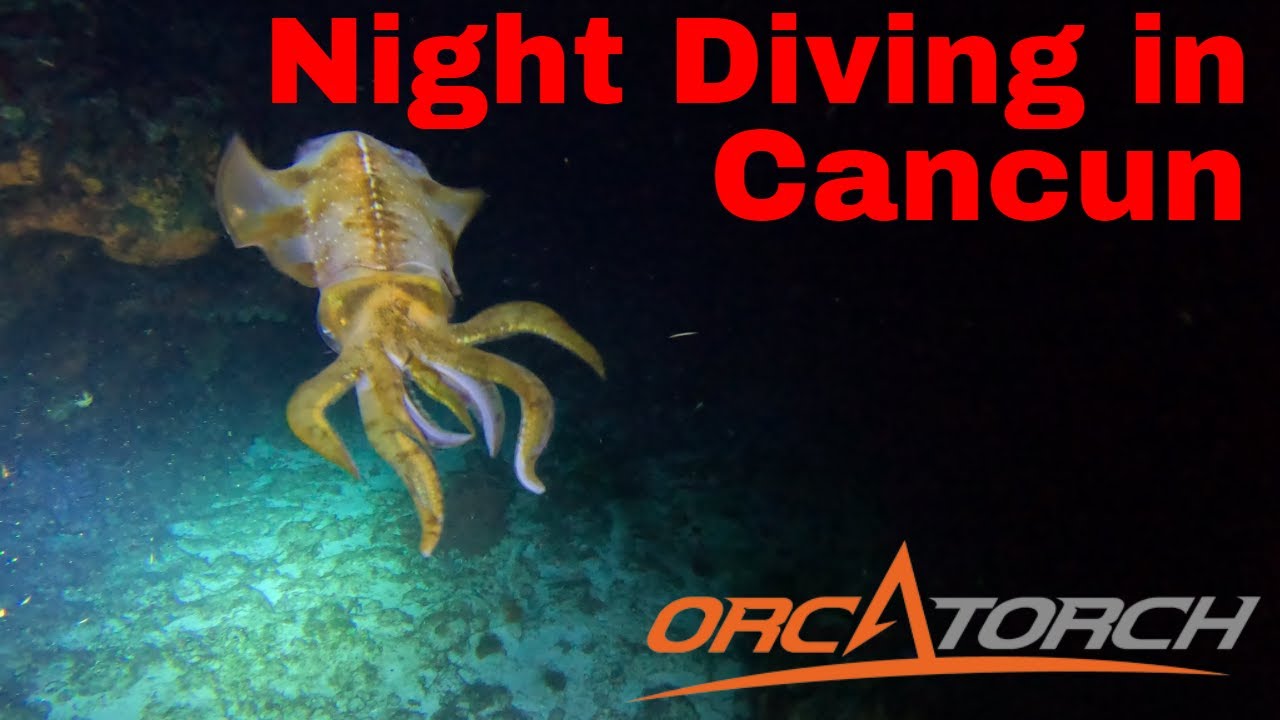 New Orcatorch D511 Light Is Perfect For A Night Dive In Cancun!