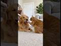 #funny #pets #cats #dogs #animals #cute #FurRealChaosg