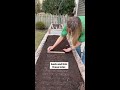 How to grow spinach from seed in an organic garden without pests to reduce waste and go plastic free