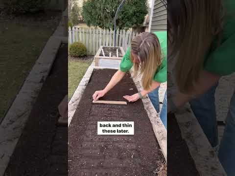 Videó: Hogyan ültessünk spenótot – Ismerje meg a spenót kerti termesztését