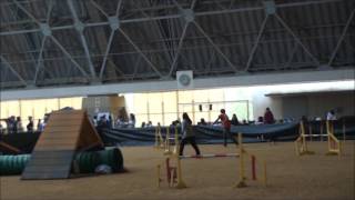 Haru - JKC Agility Competition 2016/11/19-20