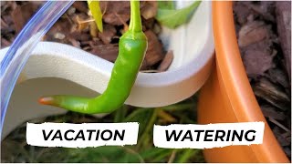 Ideas On How To Water Your Plants While On Vacation