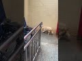 The puppy was abandoned in the cold rain