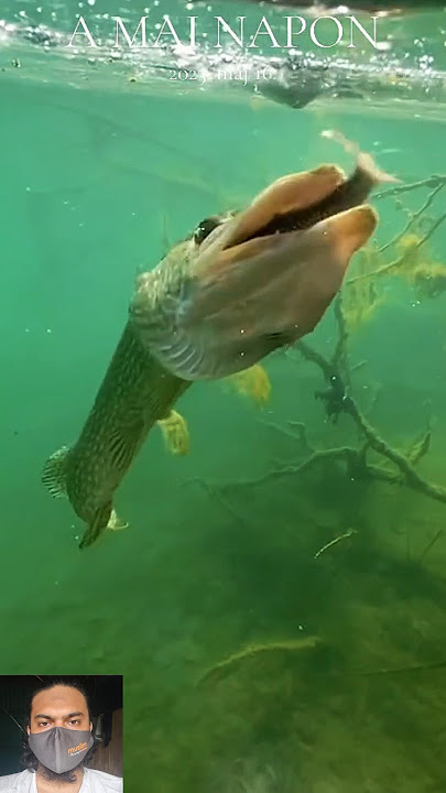 wow fishing #fishing #fish #shortvideo #shorts