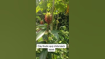 Cây Thuốc Nam: Cây Chót vị thuốc nam quý chữa bách bệnh  Hầu như bất cứ bài thuốc nào đều phải có
