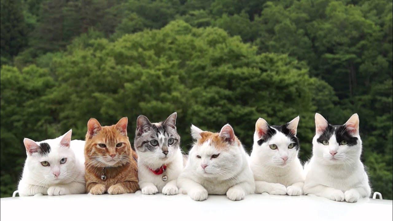 Six cats