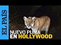 ANIMALES | Un nuevo puma famoso en Hollywood | EL PAÍS