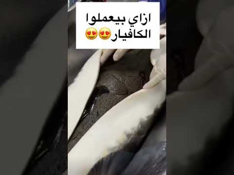 ازاي بيعملوا الكافيار