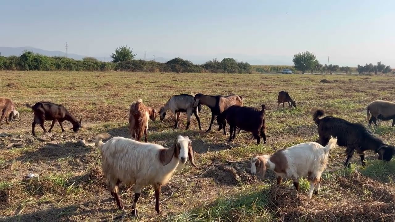 Bölgenin en renkli keçi çiftliği