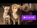 2026/3/31桜満開/嫁さん入院