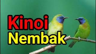 kinoi nembak variasi