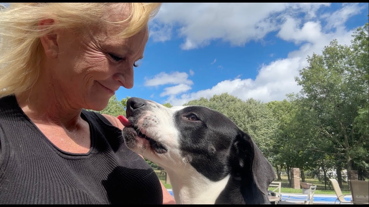 Diesel the dog is saved! 10 Other dogs need forever homes.
