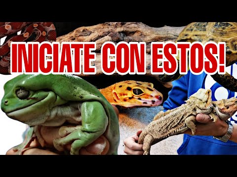 Video: Reptiles y anfibios en jardines: cómo construir un hábitat para anfibios