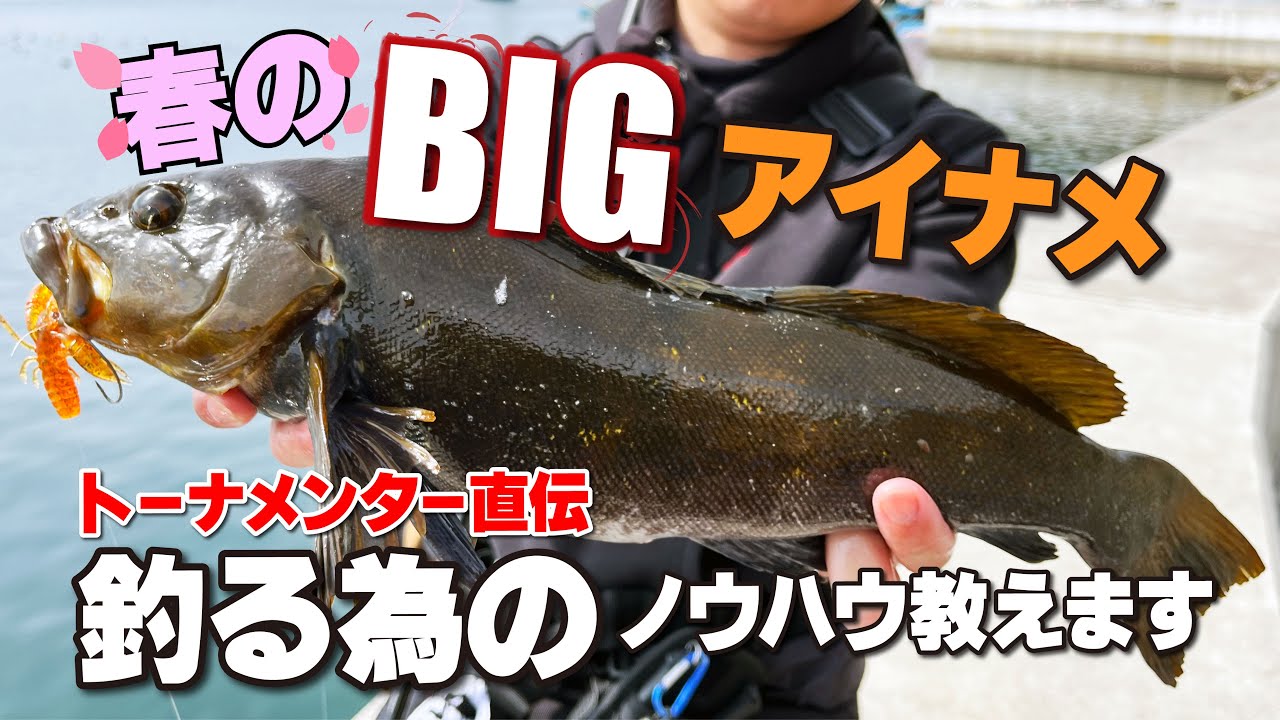 Right now!! The best spots to target spring rockfish, how to fish
