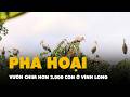 Vườn chim hơn 2.000 con ở Vĩnh Long phản ánh bị phá hoại, tỉnh yêu cầu rà soát