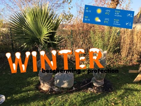 Winterbescherming: hoe pak ik een palm snel en gemakkelijk in?